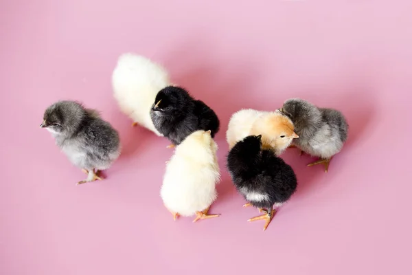 Small chickens of different colors white, black, gray on a pink background