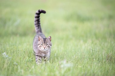 Çizgili güzel kahverengi kedi bir yaz gününde yeşil çim ile sahada yürüyor