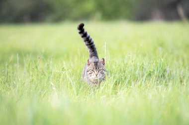 Çizgili güzel kahverengi kedi bir yaz gününde yeşil çim ile sahada yürüyor