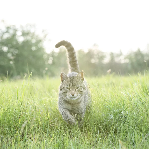 Gyönyörű barna macska csíkokkal sétál a pályán zöld fű egy nyári napon — Stock Fotó