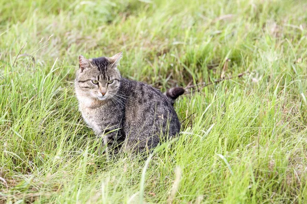 Um belo gato marrom com listras senta-se em um campo com grama verde em um dia de verão — Fotografia de Stock