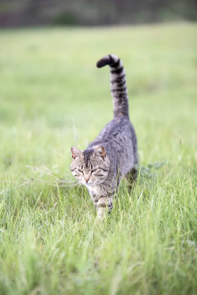 Gato marrom bonito com listras caminha no campo com grama verde em um dia de verão — Fotografia de Stock