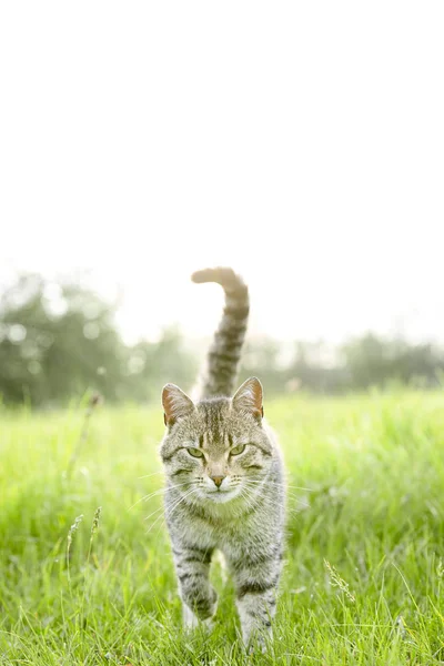 Bellissimo gatto marrone con strisce passeggiate sul campo con erba verde in una giornata estiva — Foto Stock