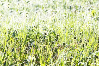 Çiy güneşli yaz sabahı altında yeşil çim