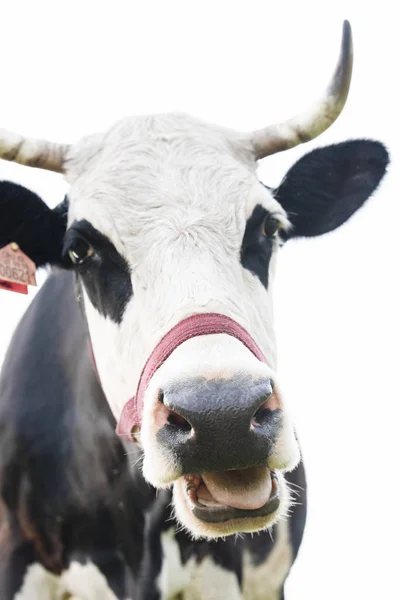 Hoofd van zwart-wit kauwen kijken naar de camera koe — Stockfoto