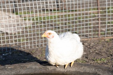 Kırsal bahçesinde parlak bir günde bir beyaz yetişkin broiler