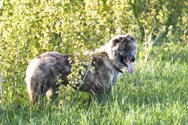 Orta Asya çoban kahverengi bir yaz gününde ormanın eteklerinde kameraya bakarak