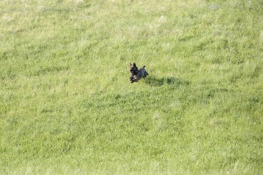 Alanında yaz gününde güzel mutlu köpek