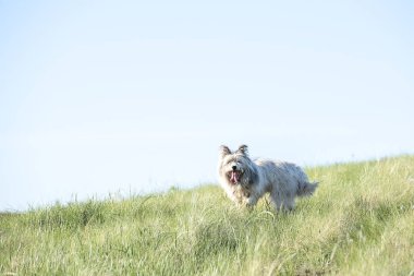 Sahada yaz gününde beyaz tüylü köpek