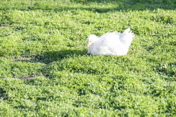 Un poulet à griller adulte blanc dans la cour de campagne — Photo