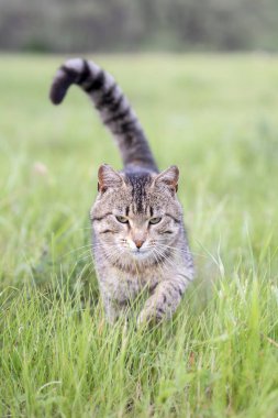Çizgili güzel kahverengi kedi bir yaz gününde yeşil çim ile sahada yürüyor