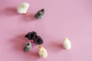 Farklı renklerde küçük tavuklar beyaz, siyah, pembe arka plan üzerinde gri