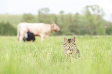 Bir kadın tarlada elleri ile beyaz sütve gri benekli kedi süt oturma bekler