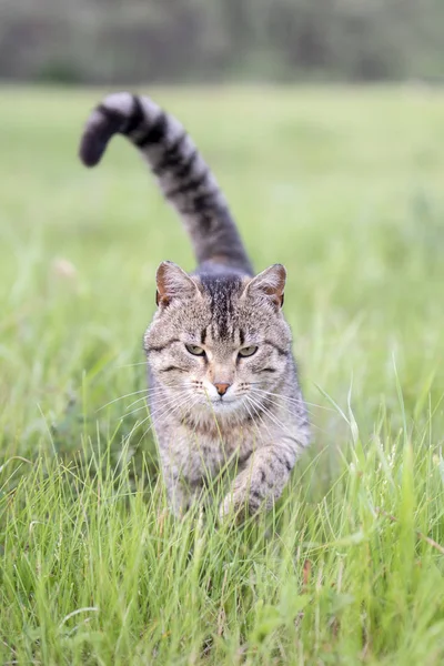 Kucing coklat cantik dengan garis-garis berjalan di lapangan dengan rumput hijau pada hari musim panas — Stok Foto