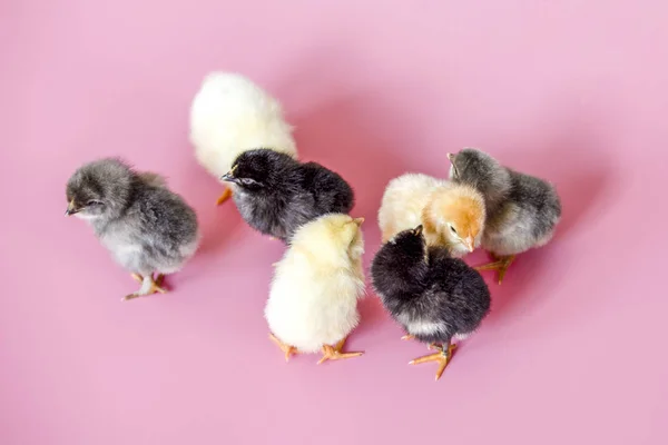 Small chickens of different colors white, black, gray on a pink background