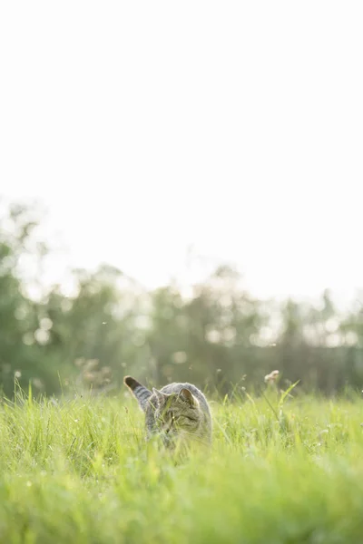 Beau chat brun avec des rayures promenades sur le terrain avec de l'herbe verte un jour d'été — Photo