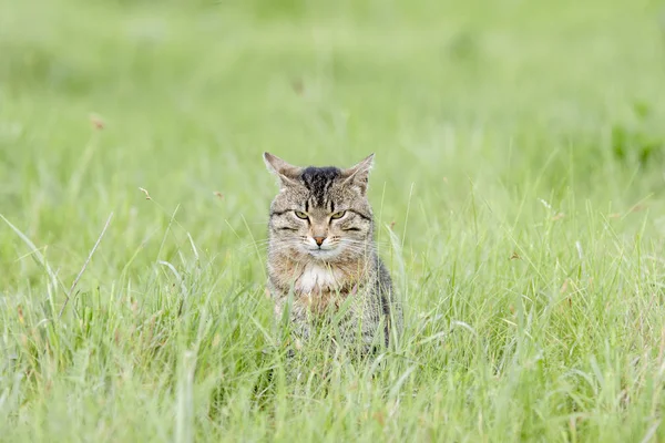 Un beau chat brun avec des rayures se trouve dans un champ avec de l'herbe verte un jour d'été — Photo