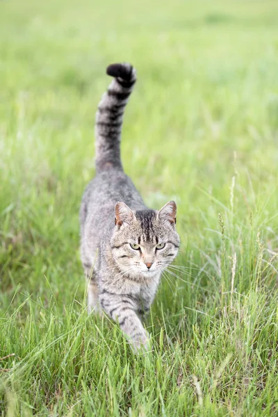 Vacker brun katt med ränder promenader på fältet med grönt gräs på en sommardag — Stockfoto