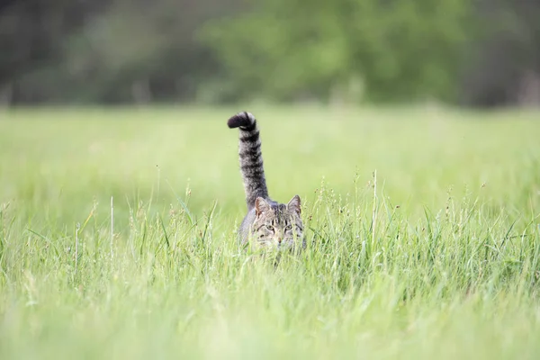 Bellissimo gatto marrone con strisce passeggiate sul campo con erba verde in una giornata estiva — Foto Stock