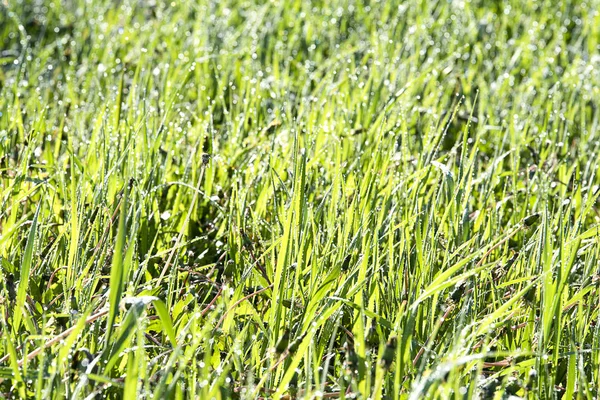 Grama verde sob orvalho ensolarado manhã de verão — Fotografia de Stock