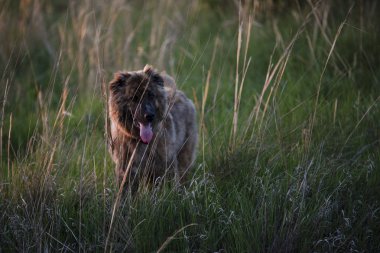 Kahverengi genç asya çoban