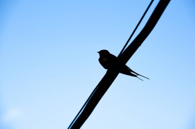 Kırlangıç siyah siluet