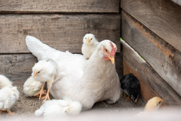 White chicken and little chickens