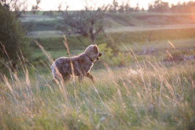 Kahverengi genç asya çoban
