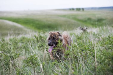 Kahverengi genç asya çoban