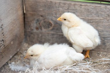 İki küçük beyaz tavuk