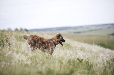 Kahverengi genç asya çoban