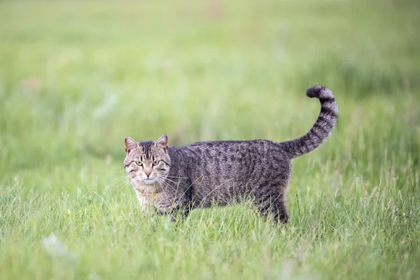 Beau chat brun avec des rayures promenades sur le terrain avec de l'herbe verte un jour d'été — Photo