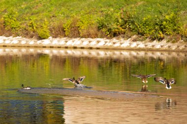 Sonbahar parkında renkli ördekler