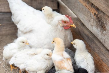 Beyaz tavuk ve küçük tavuklar