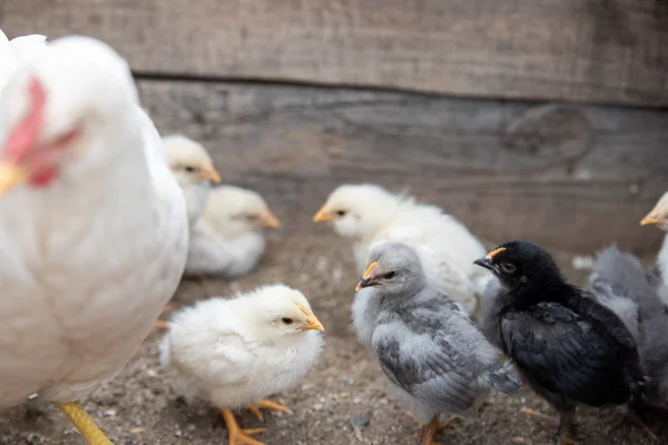 Whiite chicken and small chicks