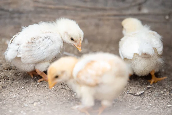 Three small white chickens