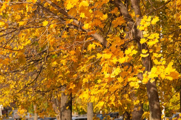 Gelbe Ahornblätter — Stockfoto