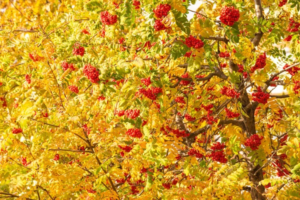 Reife rote Eberesche — Stockfoto