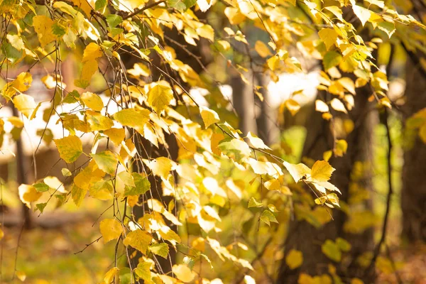 Gelbe Blätter der Birke — Stockfoto