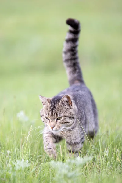Bellissimo gatto marrone con strisce passeggiate sul campo con erba verde in una giornata estiva — Foto Stock
