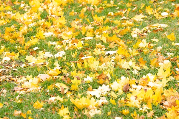 Sonbahar güzel sarı yapraklar