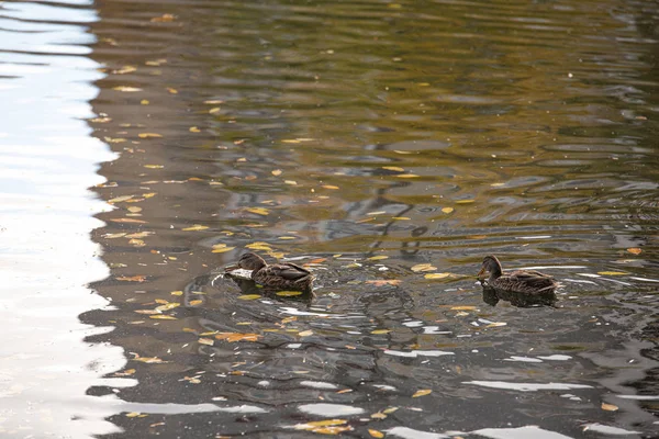 Patos coloridos no parque de outono — Fotografia de Stock