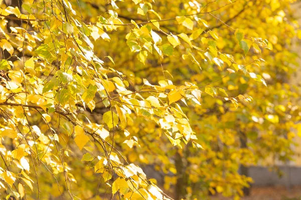 Gelbe Blätter der Birke — Stockfoto