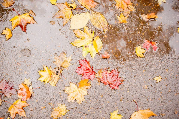 Folhas de outono coloridas na poça de chuva — Fotografia de Stock