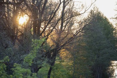 Güneş ışınları şubeleri aracılığıyla