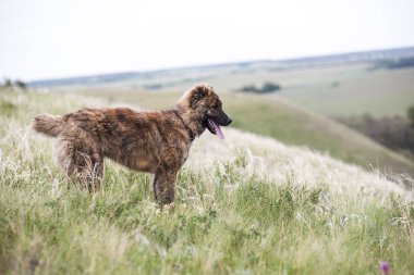 Kahverengi genç asya çoban