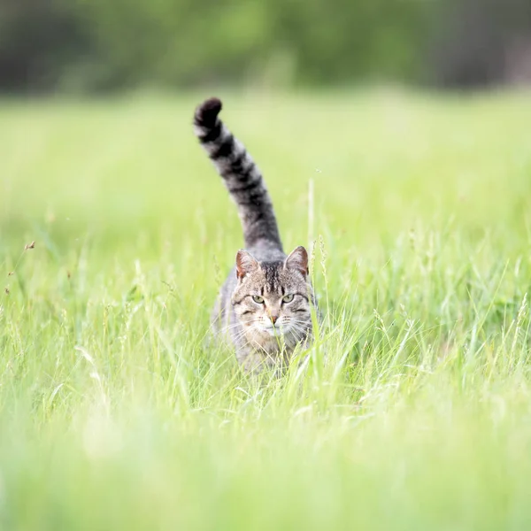 Gato marrom bonito com listras caminha no campo com grama verde em um dia de verão — Fotografia de Stock