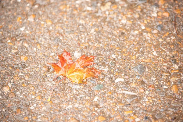 Hojas amarillas sobre asfalto en otoño — Foto de Stock