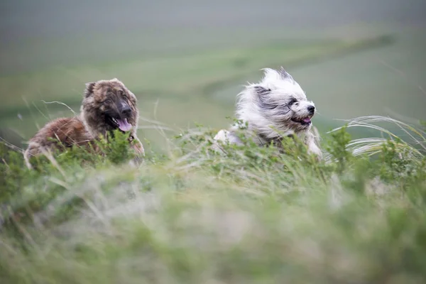 Chiens de jeu drôles — Photo