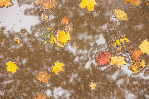 Цветные осенние листья в луже дождя — стоковое фото